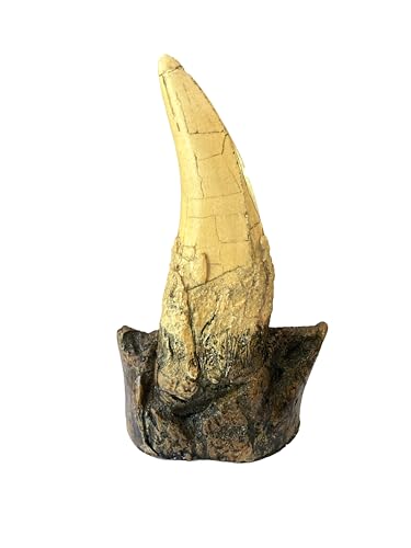 Tyrannosaurus Rex Large Tooth Replica – 6.5