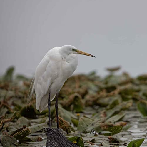 Grand-Lieu Lake S01E01