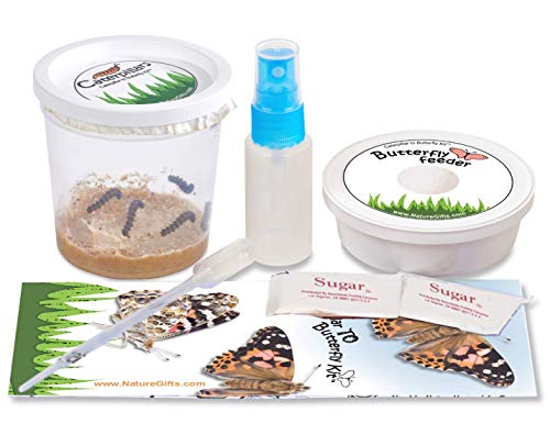 5 Live Caterpillars Shipped Now- Butterfly Kit Refill