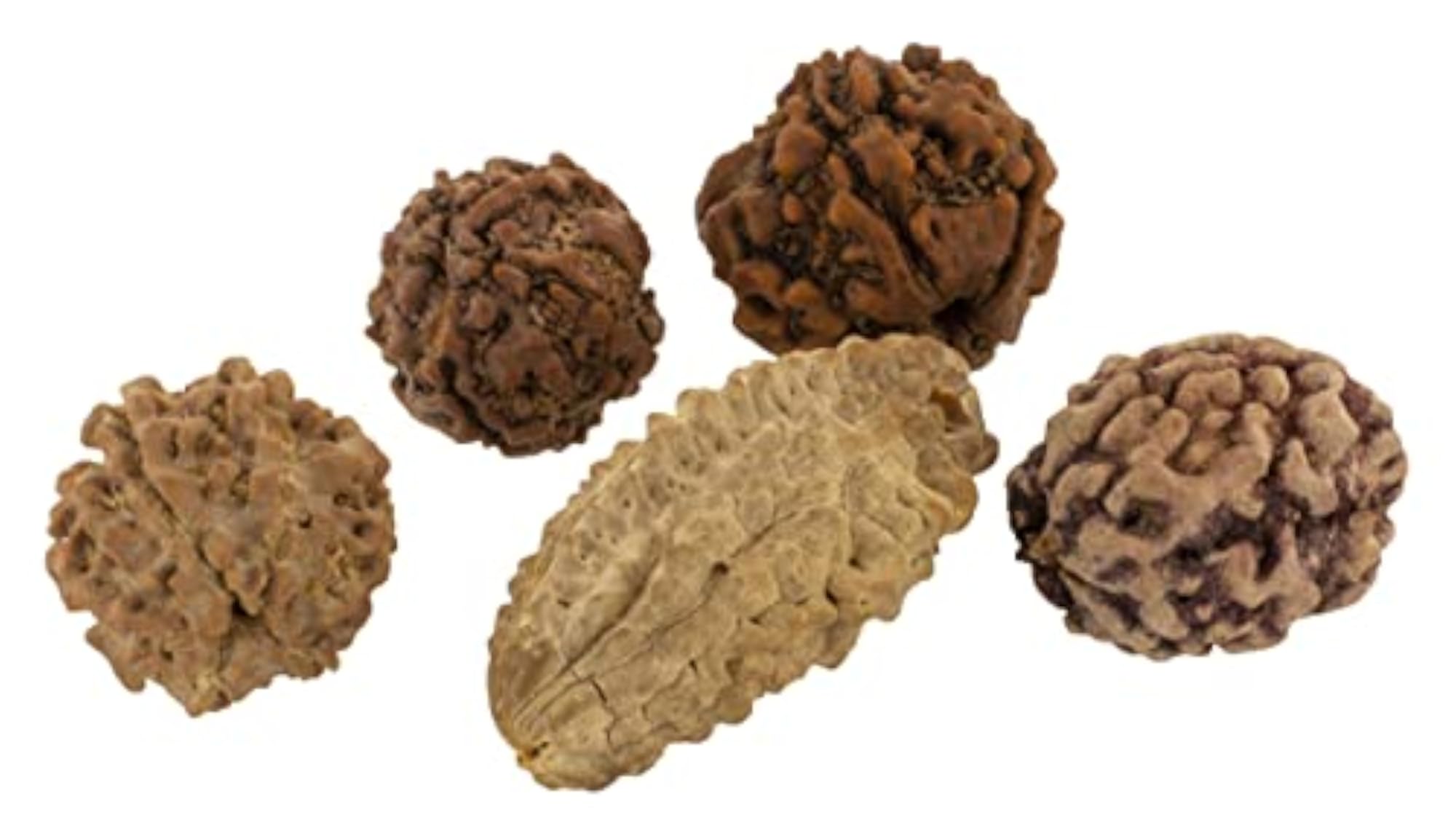 Wood 2, 3, 4, 5, 6 Mukhi Rudraksha