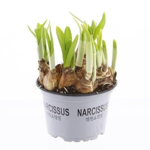 Bulbo de Narciso Amarillo Flores de Exterior muy Llamativas para Terraza y Jardín