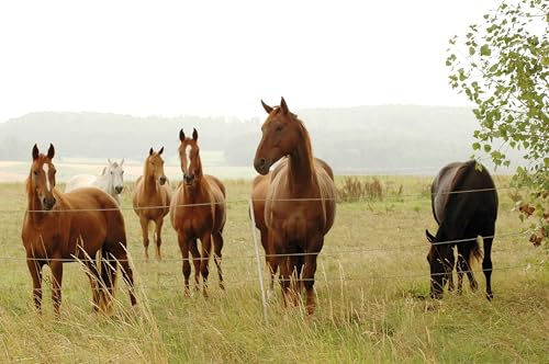 VOSS.farming 200m Weidezaunseil 6mm Elektrozaunseil 7X 0,2 NIRO – mit Zubehör – weißes Elektroseil Weidezaun Elektrozaun Ponyzaun Pferdezaun