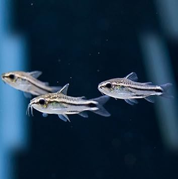 Amazon Sinbad シンドバッド 熱帯魚 コリドラス ピグミー ３匹 セット 生体 Sinbad シンドバッド 観賞魚 水中生物 通販