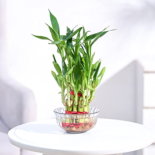 Ugaoo Lucky Bamboo 2 Layer Feng Shui Plant