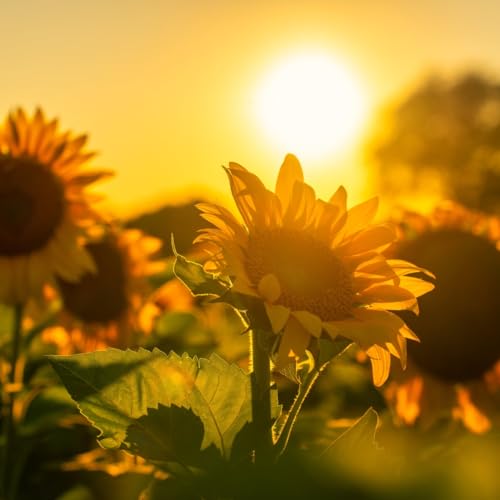 TLP485: Transform Your Life (Before 8AM)