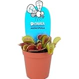dionaea muscipula – pianta carnivora venus acchiappamosche | vaso 8,5 cm | pianta da interno rara | curiosa e affascinante | origine nord america