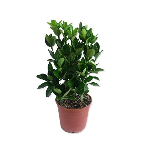 Verdecora Euonymus Japonicus | Evonimus, Evonimo, Bonetero de Japón | Planta Arbusto natural de exterior (Maceta Ø14cm)