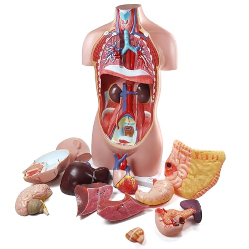 Image of EVOTECH SCIENTIFIC Deluxe Human Body Anatomical Model, 34.5 inch 12 Pcs Removable Human Torso Anatomy Model with Heart Head Skull Brain Liver Lungs for Medical Student, Lab & Classroom Use