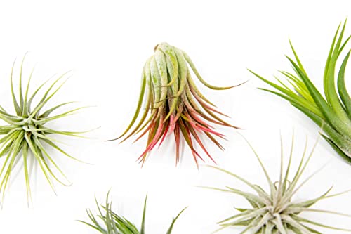 Air Plants Assorted Tillandsia Ionantha - Live Succulent House Plants - Available In Wholesale And Bulk - Home And Garden Decor - Easy Care Indoor And Outdoor Plants (Pack Of 50) #TOP2