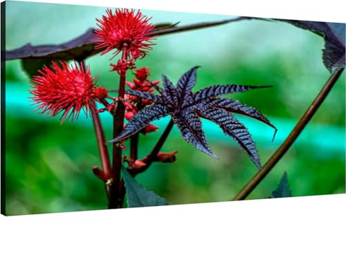 Canvas Wall Art for Living Room Bedroom Bright interesting plant the Latin name macro Big Large Wall Art Decor Framed Painting Wall Pictures Prints Artwork Office