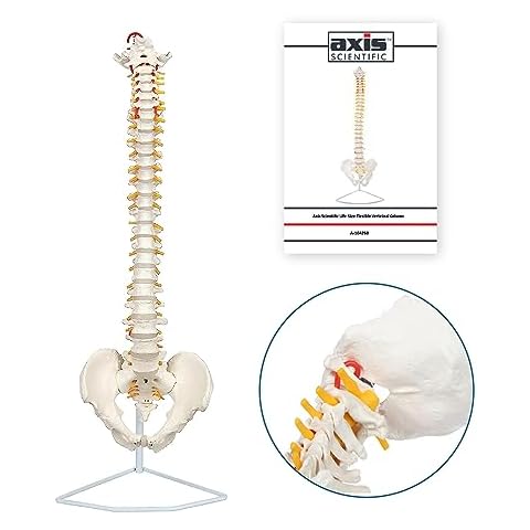 Axis Scientific 34" Life Size Spine Model with Nerves, Vertebrae, Arteries, Lumbar Column, Male Pelvis, Includes Durable Stand and Full Color Product Manual Cover