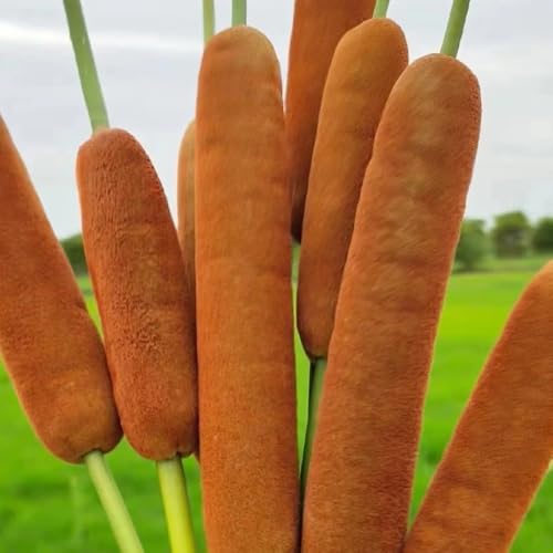 200 pz Tife nane - piante acquatiche - Decorazione autunnale, piante resistenti per il giardino Semi di tifa, Typha Orientalis, piante acquatiche piante decorative decorazione soggiorno,