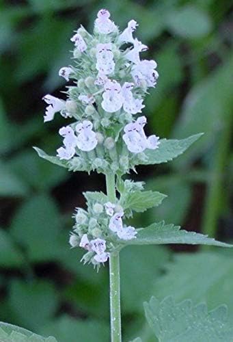 Miniatura 7 de Semillas de hierba gatera tanto las flores como el follaje son muy aromáticas Go Kitty (25 - Semillas)