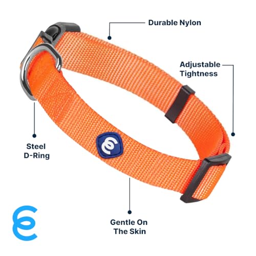 Collier pour chiot solide Blueberry Pet XS en polyester nylon résistant