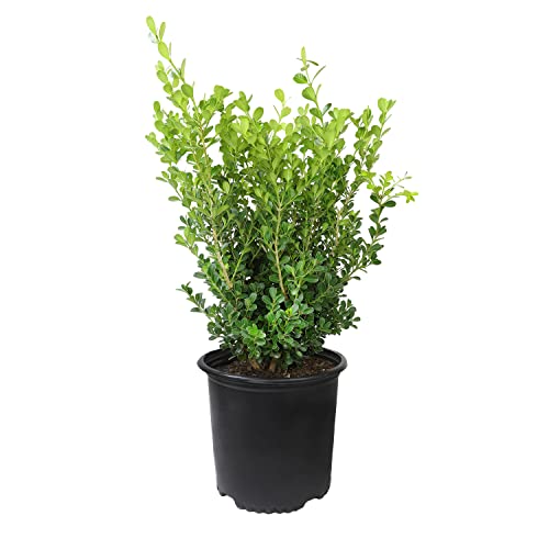 Buxus Japonica Plant (3G), Boxwood Shrubs Live In Planters For Outdoor Plants Live Evergreen Trees Live Plants, Live Outdoor Plants Potted Plants Live Outdoor, Live Trees Live Plant By Plants For Pets #TOP16