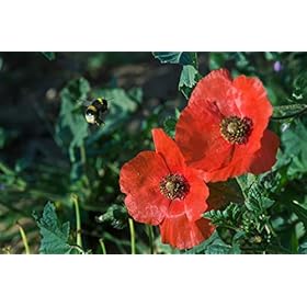 Purato Siccari Appassimento Organic, Terre Siciliane75 clPack 4 Purato Siccari Appassimento Organic, Terre Siciliane75 clPack 4 – Purato