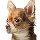 Mayerzon Maulkorb für Hunde mit kurzer Schnauze, Kleiner Maulkorb für Chihuahua, Shih Tzu, American Bully Boxer Welpen, weicher Stoff, Maulkörbe für Fellpflege, Tierarztbesuche, verhindert Beißen,