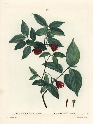 Tableaux Peinture sur Toile Carolina Spicebush SERENDIPITP Redouté Art Botanique 60x90cm