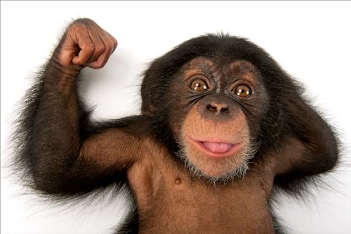 Photo Ark: 50 Postcards (The Photo Ark) - Image 6