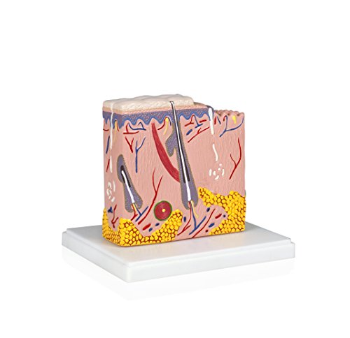 Image of Parco Scientific PB00139 Human Skin Model from Scalp Section