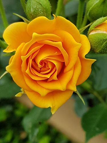 GreenCaart Live Yellow Climbing Rose Healthy Hybrid (Grafted) Live plant Pack of 1