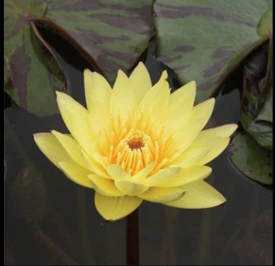 Water lily nymphaea yellow live plant seed pack of 1 (B0BJS1NJYK) Amazon Price History, Amazon Price Tracker
