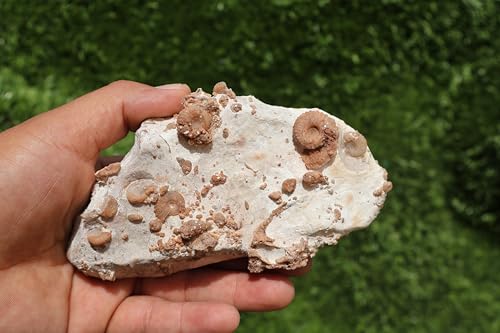 Image of Douvilleiceras & Gastropods Plate Cretaceous Fossils Fossils from Morocco Fossil Rock Ammonites Fossil A210