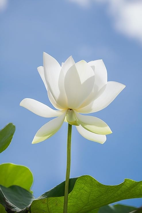 Image of Flowet Plant for Home Decor, Pooja | Large Size Flower Surely Blooming Within 45 Days lotus plant (White Fairy Plant)