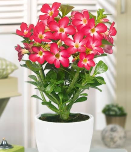 BALDUR Garten Wüsten-Rose 'Rot', 1 Pflanze, Adenium obesum Zimmerpflanze...
