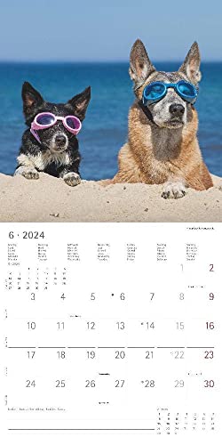 Funny Dogs 2024 - Broschürenkalender 30x30 cm (30x60 geöffnet) - Kalender mit Platz für Notizen - Hunde - Bildkalender - Wandkalender - Hundekalender