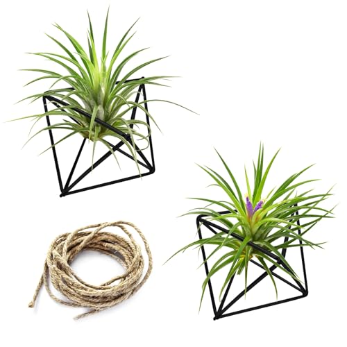 LuckyOpt Hanging Air Plants Holders, 2Pcs Metal Air Plant Hangers for S-M Sized Air Plants, Himmeli Geometric Planter to Add a Sense of Style and Relaxation for Home Office Wedding (Black, 2pcs)