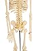 American Educational Skeleton Model with Nerves, 34