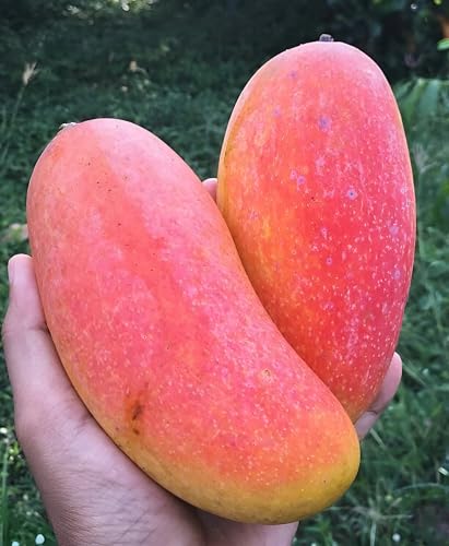 Image of Sweet & Testy Delicious GraftedMahachanok Mango FruitTree plant || For Home Garden Fruit Tree Plant outdoor indoor plant