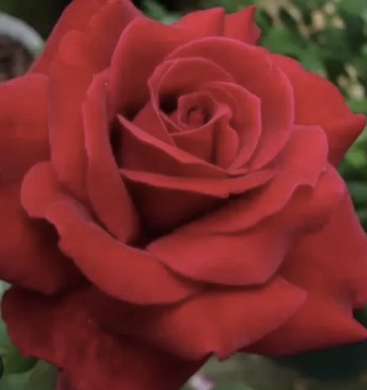 Mister Lincoln Bush Rose Plant in A 3/4 Litre Pot- Dark Red/Maroon Colour-Fragrant