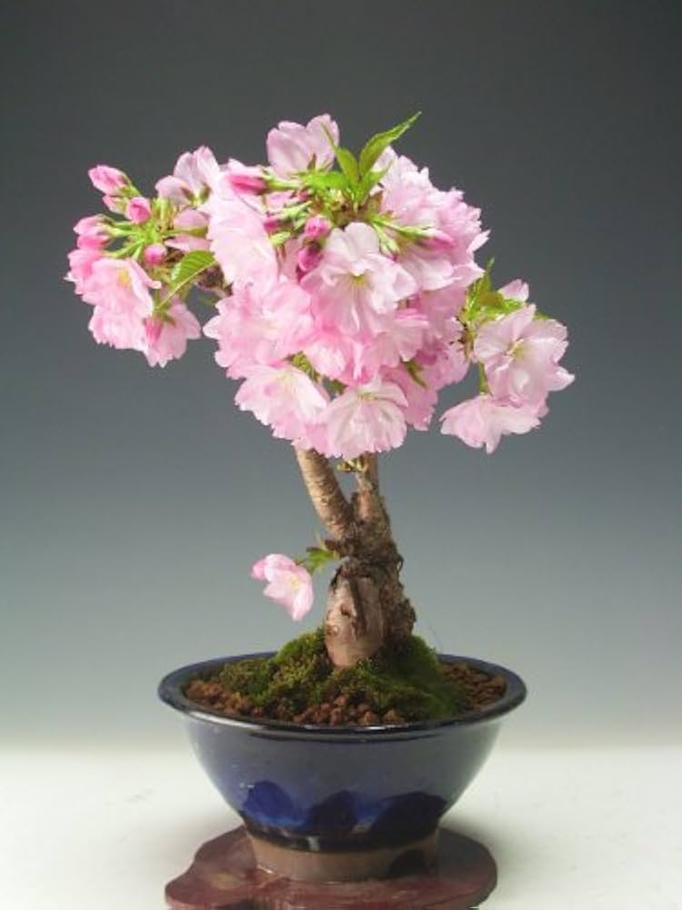 春花彩　盆栽鉢 産地直送 白鳥花 Mサイズ 鉢色 藍（受け皿セット）／山形 石木花