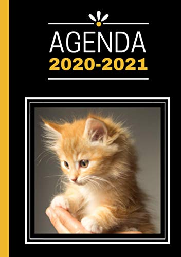 Télécharger Agenda Scolaire A5: Chat Chaton Animaux, Agenda en Français Journalier Quotidien, Noir et Gold Francais PDF