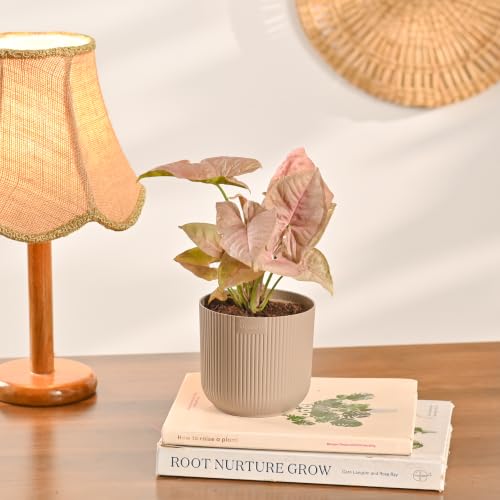 Image of Ugaoo Combo of 4 Live Indoor Plants with ibiza Pots (mocca) - Jade Plant, Syngonium White Butterfly, Syngonium Pink Neon, Money Plant N Joy | Ideal for Home Decor & Office
