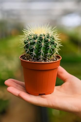 Golden Barrel Cactus (Echinocactus grusonii) - Large - Live Plant