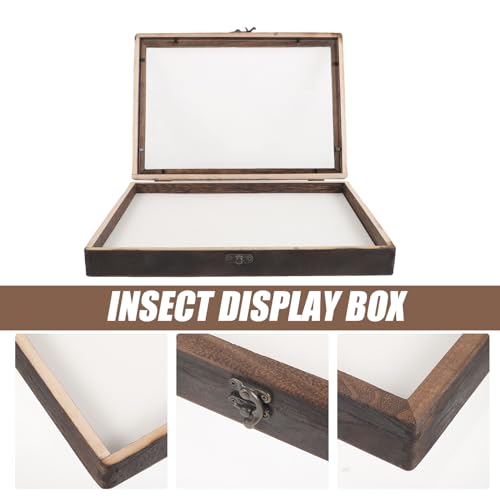 Boîte à spécimens d'insectes de qualité supérieure avec vitrine acrylique pure