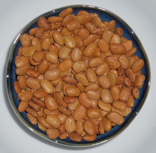Tepary Bush Bean Seeds Brown Pack of 8