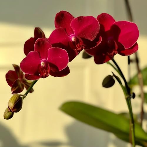 40 Pc Semillas De Phalaenopsis   Orquídea Mariposa   Balcón De Flores, Plantas En Macetas Resistentes Comprar Semillas De Orquídeas, Flores Perennes Resistentes