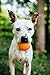 Outward Hound by Planet Dog Squeak Ball Bouncy Fetch Dog Toy, Orange