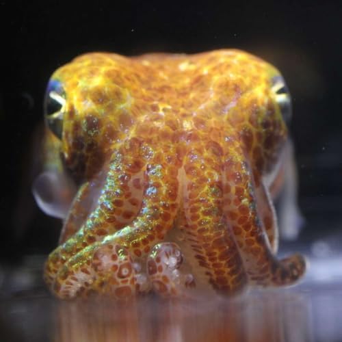 『The Ecology Hour, 13 February 2024: Dive into the World of Squid with Dr. Sarah MacAnulty』のカバーアート