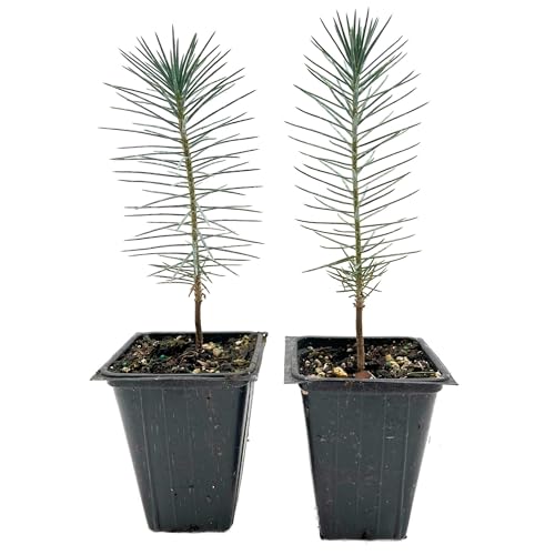 2 Pinyon Pine Tree – Slow-Growing Drought-Tolerant Evergreen Conifer with Edible Pine Nuts for Yards, Landscaping & Gardens (Pinus edulis) in 3.5″ Cubes, Live Plants