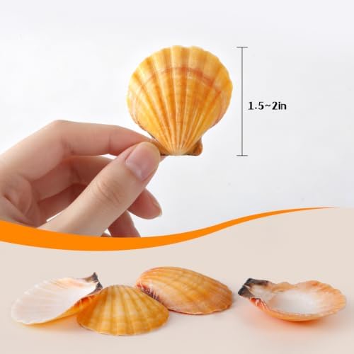 PPCLION 50 PCS 2-3.5 Inch Natural Orange Scallop Shells Sea Shells for DIY Craft Home Décor - 1