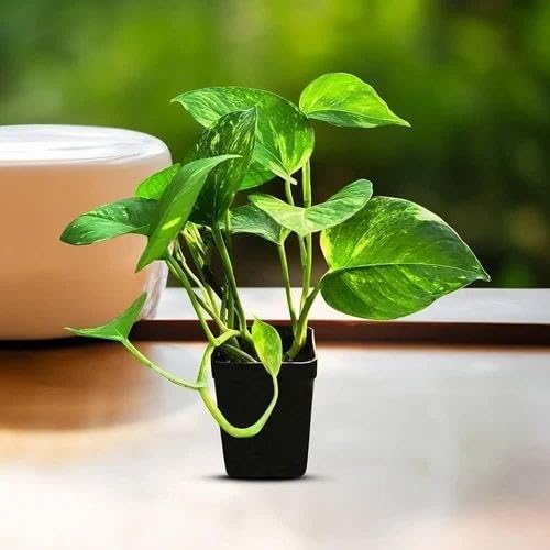 Pothos Houseplant Live Plant for Office Desk, Indoor Garden, Tropical Green Plant (1 Healthy Live Plant)-image-19