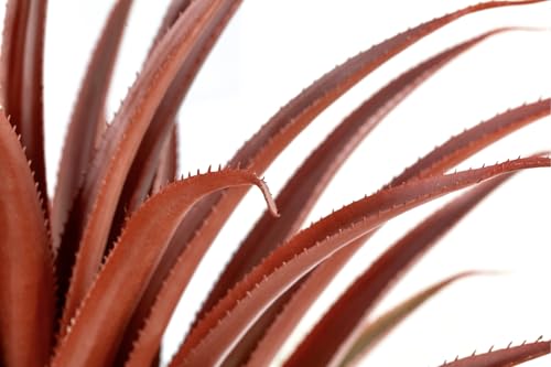 Hyper Realistic Big Red Artificial Aloe Vera Plant 26 Inches Tall. Large Faux Agave in Matte Black Pot.