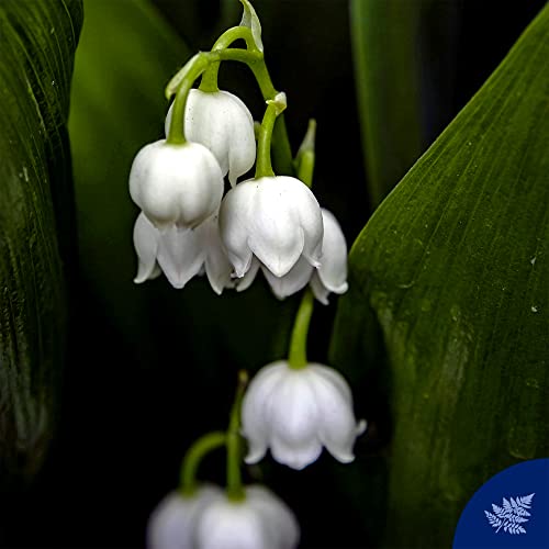 Felce Azzurra White Musk - Delicate Essence Body Wash - Fresh And Clean Fragrance - Naturally Moisturized And Scented Skin - Becomes A Soft Touch On Your Skin - Suitable For All Skin Types - 22 Oz #TOP2