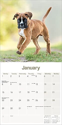 Boxer Puppies Calendar 2024, 12"W x 24"H - Image 3