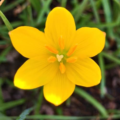 Image of Rain Lily Flower Bulbs | Premium Landscape Grade | Easy to Grow | Heavy Blooming Perennial Flowers | Ideal for Gardens, Farmhouses, Resorts & Landscaping | Healthy Bulbs Pack of 1000 Yellow